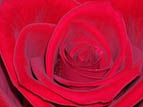 Floral Photography